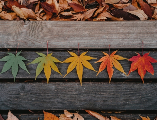 2 Mai 2022 – Melodii despre anotimpuri